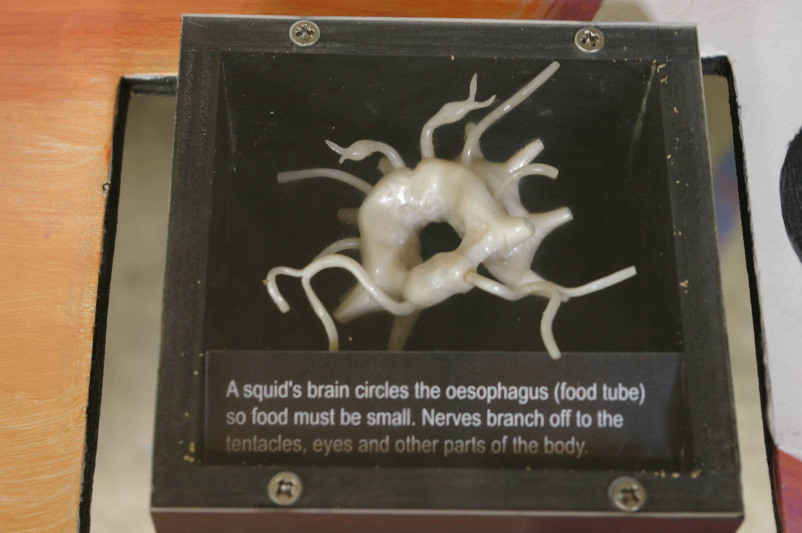 squid brain