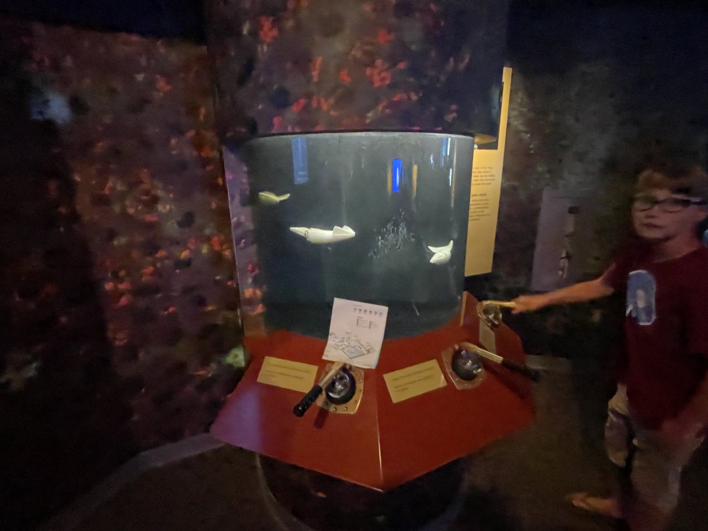 Squid interpretative display