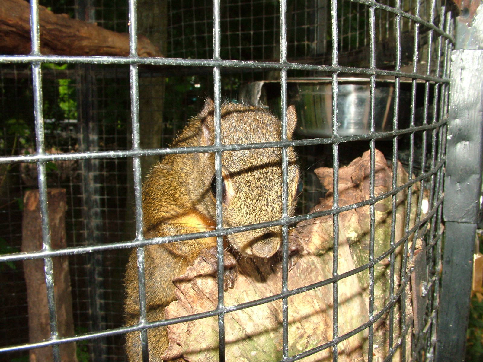 Squirrel at NOP, Veldhoven 16/05/09
