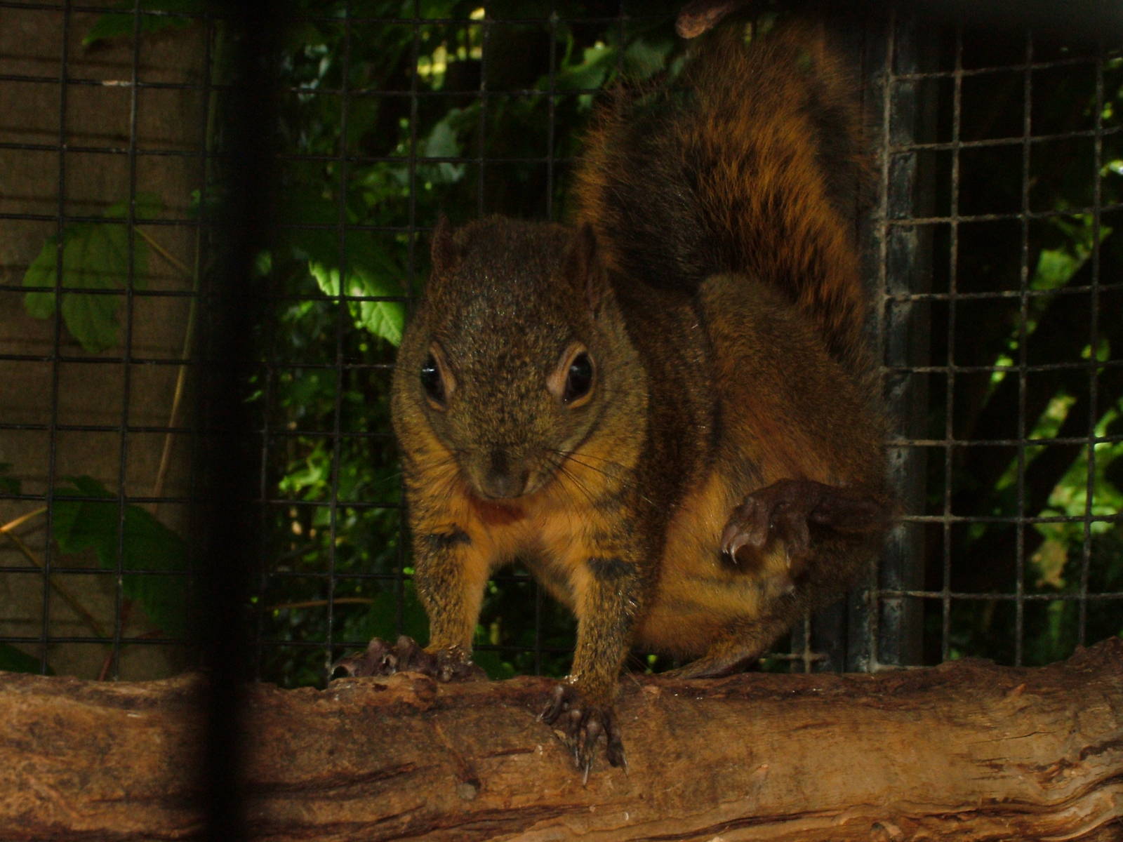 Squirrel at NOP, Veldhoven 16/05/09
