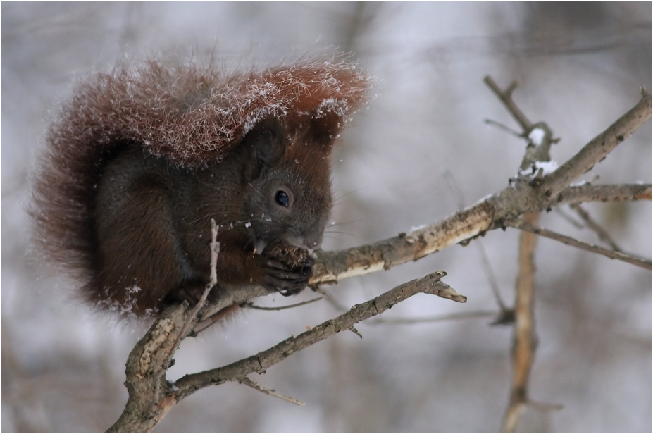 Squirrel at Tierpark Berlin