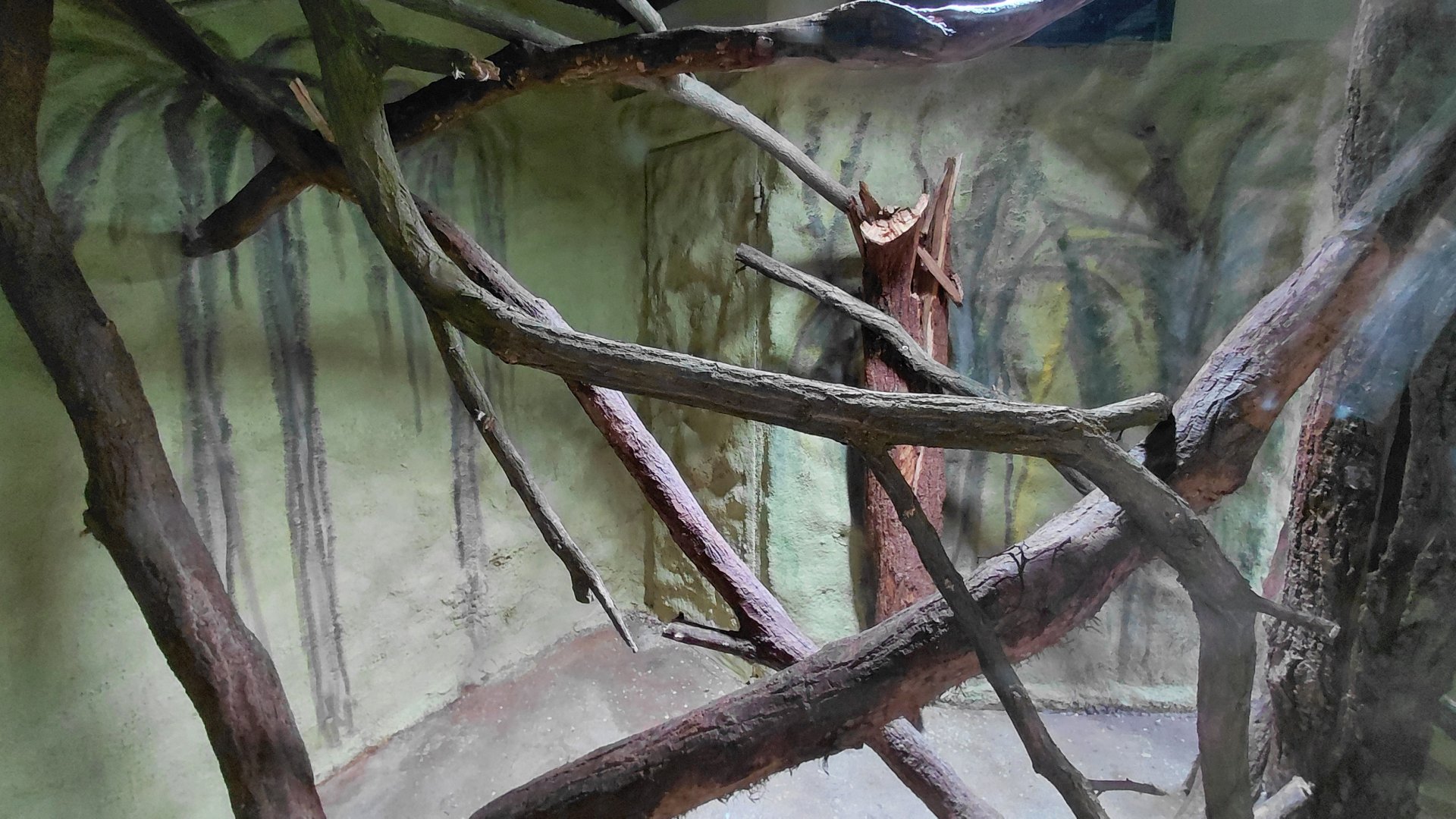 Squirrel + clouded rat exhibit