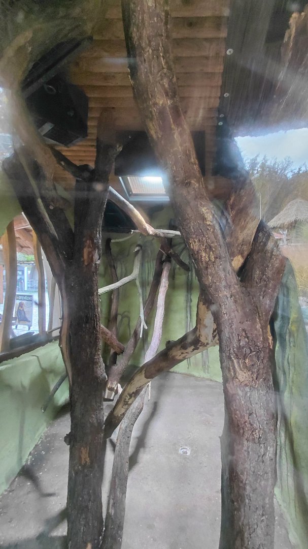 Squirrel + clouded rat exhibit