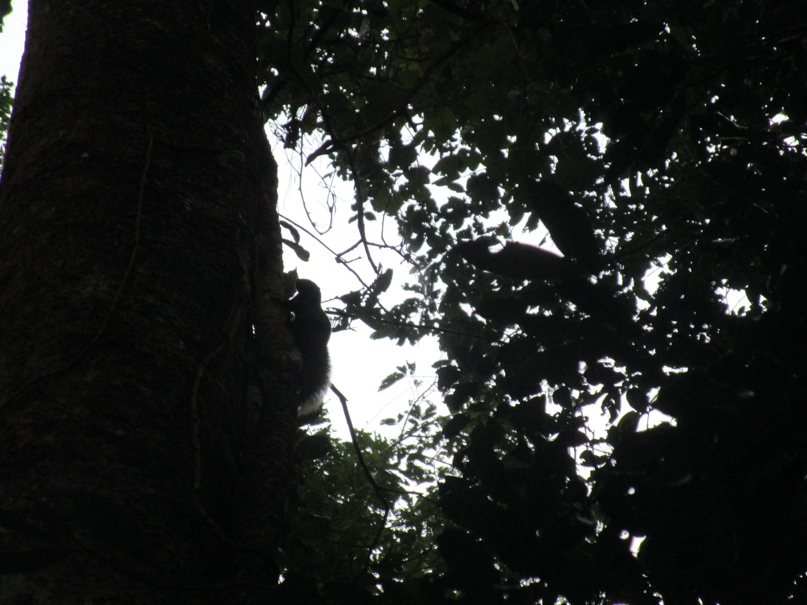 Squirrel - Cuc Phuong