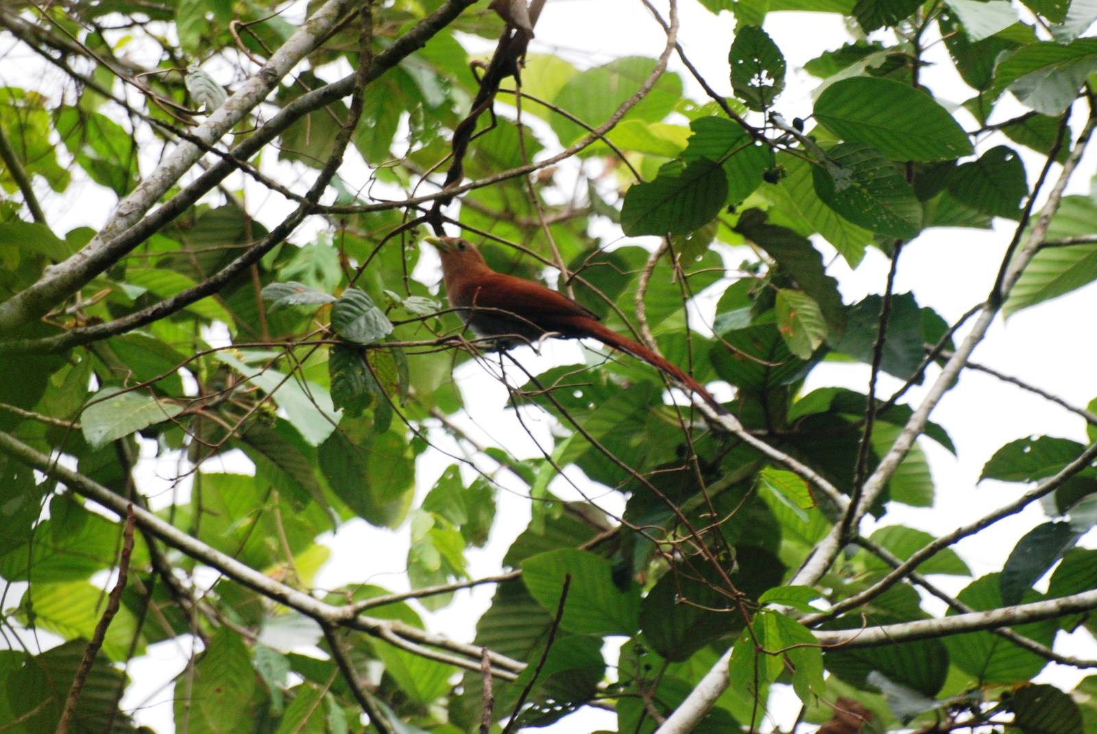 Squirrel Cuckoo at Arenal, 18/04/14