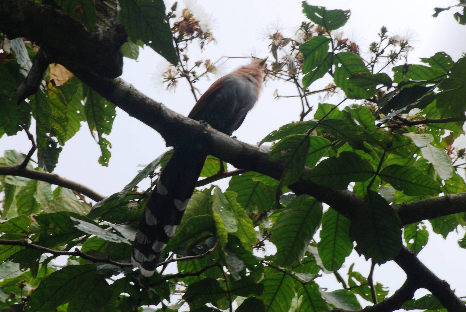 Squirrel Cuckoo at Arenal, 18/04/14