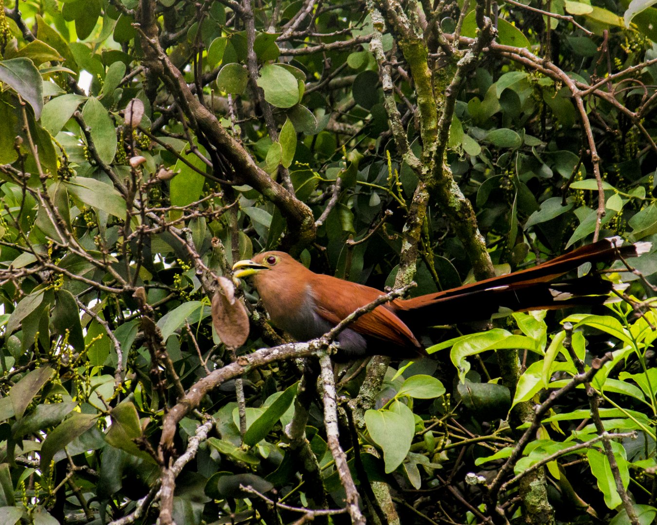 Squirrel cuckoo, Piaya cayana
