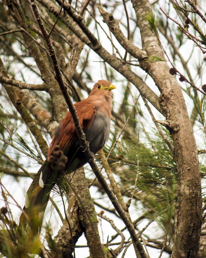Squirrel cuckoo, Piaya cayana