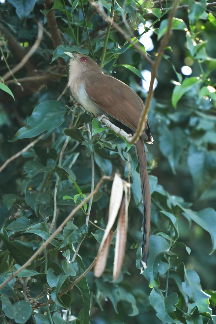Squirrel Cuckoo (Piaya cayana)