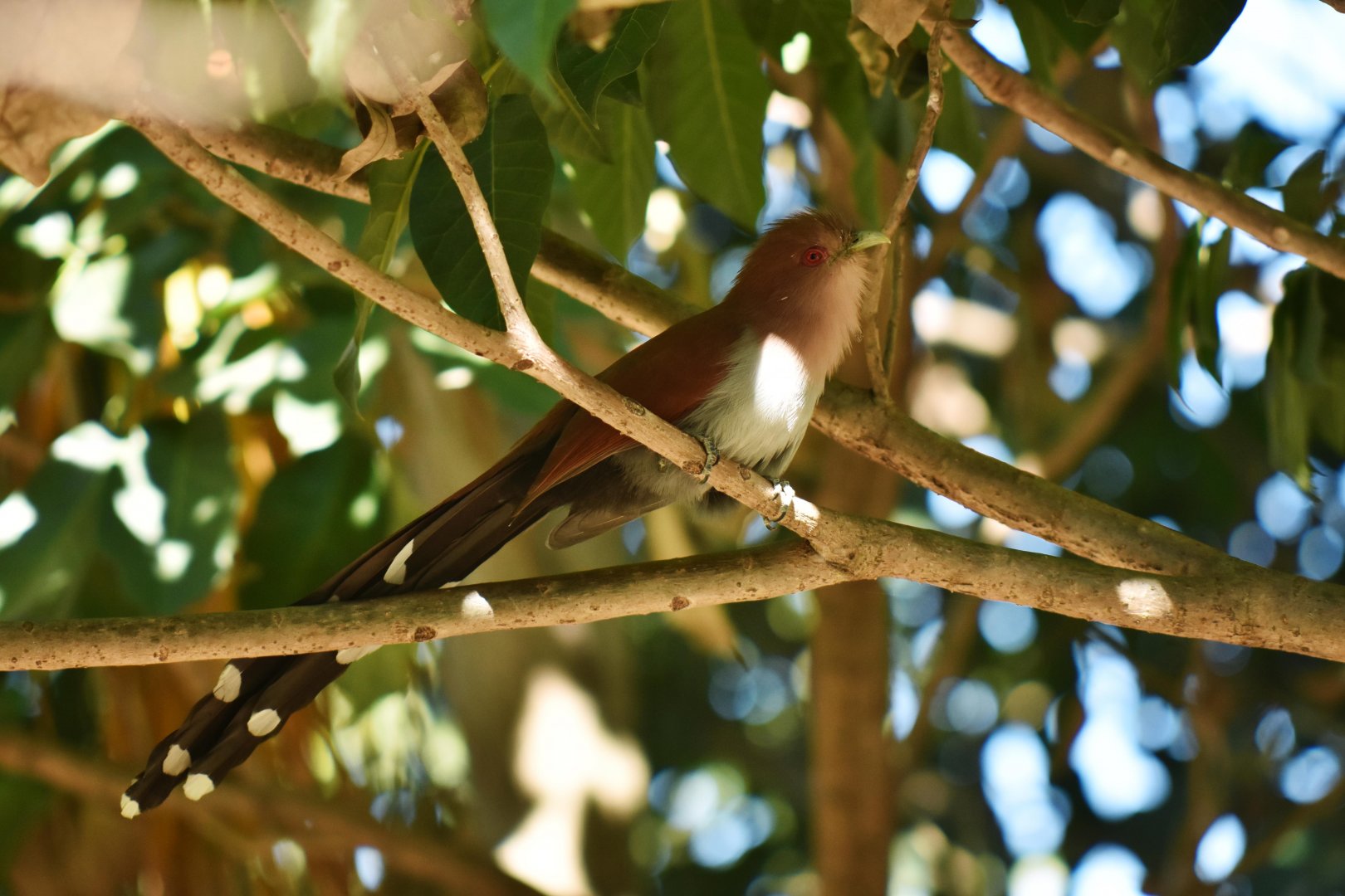 Squirrel Cuckoo (Piaya cayana)
