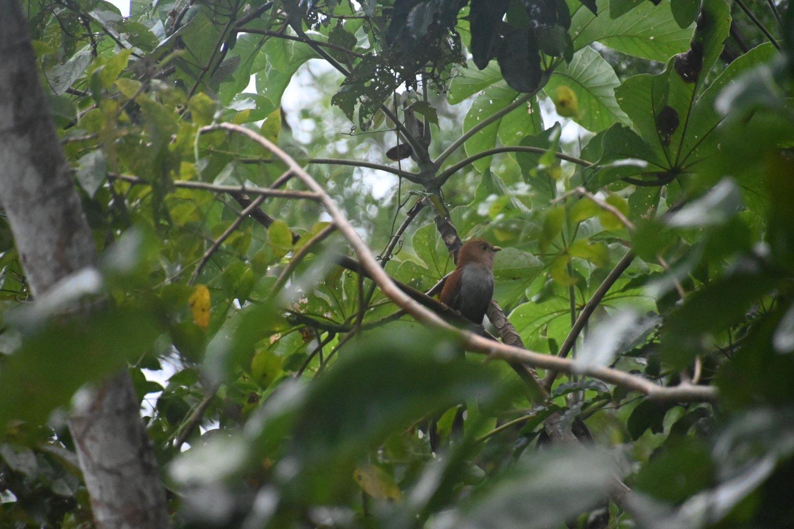 Squirrel cuckoo (Piaya cayana)
