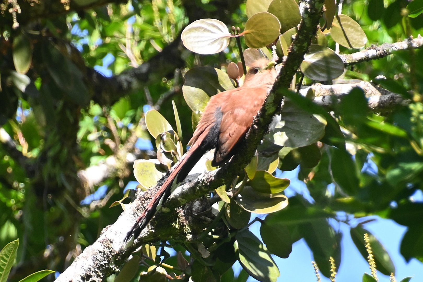 Squirrel cuckoo (Piaya cayana)