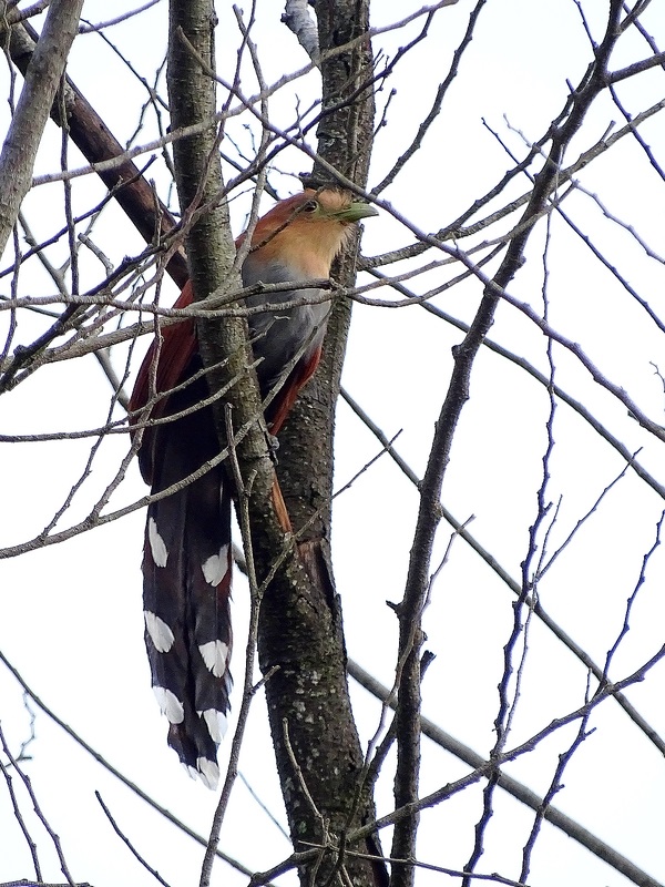 Squirrel Cuckoo