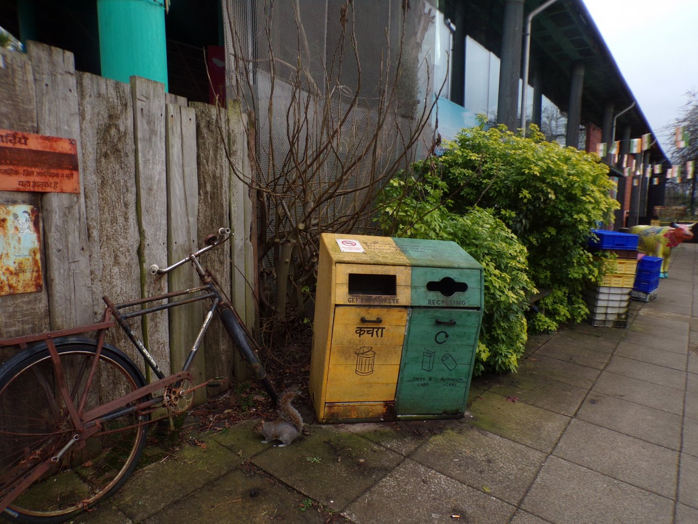 Squirrel eating food out of a bin 11.2.25