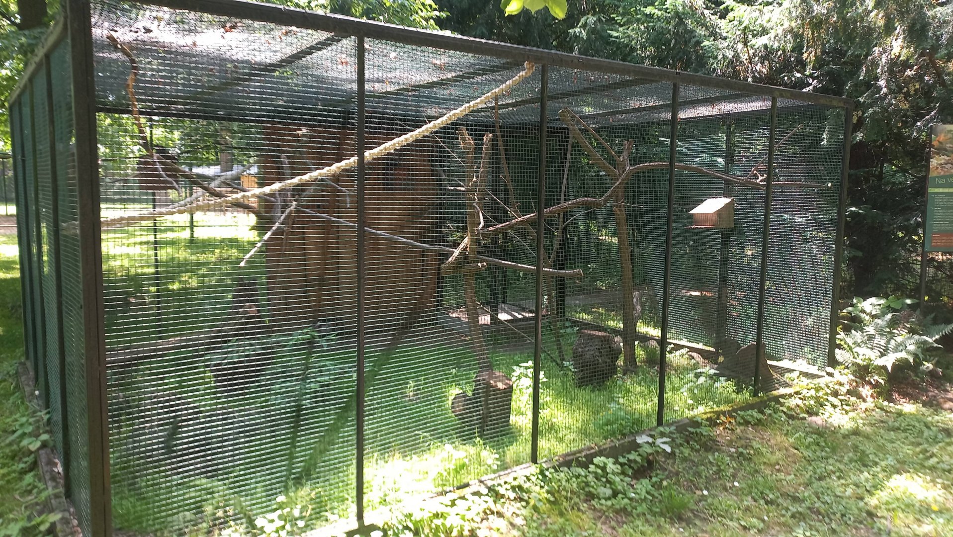 Squirrel - exhibit
