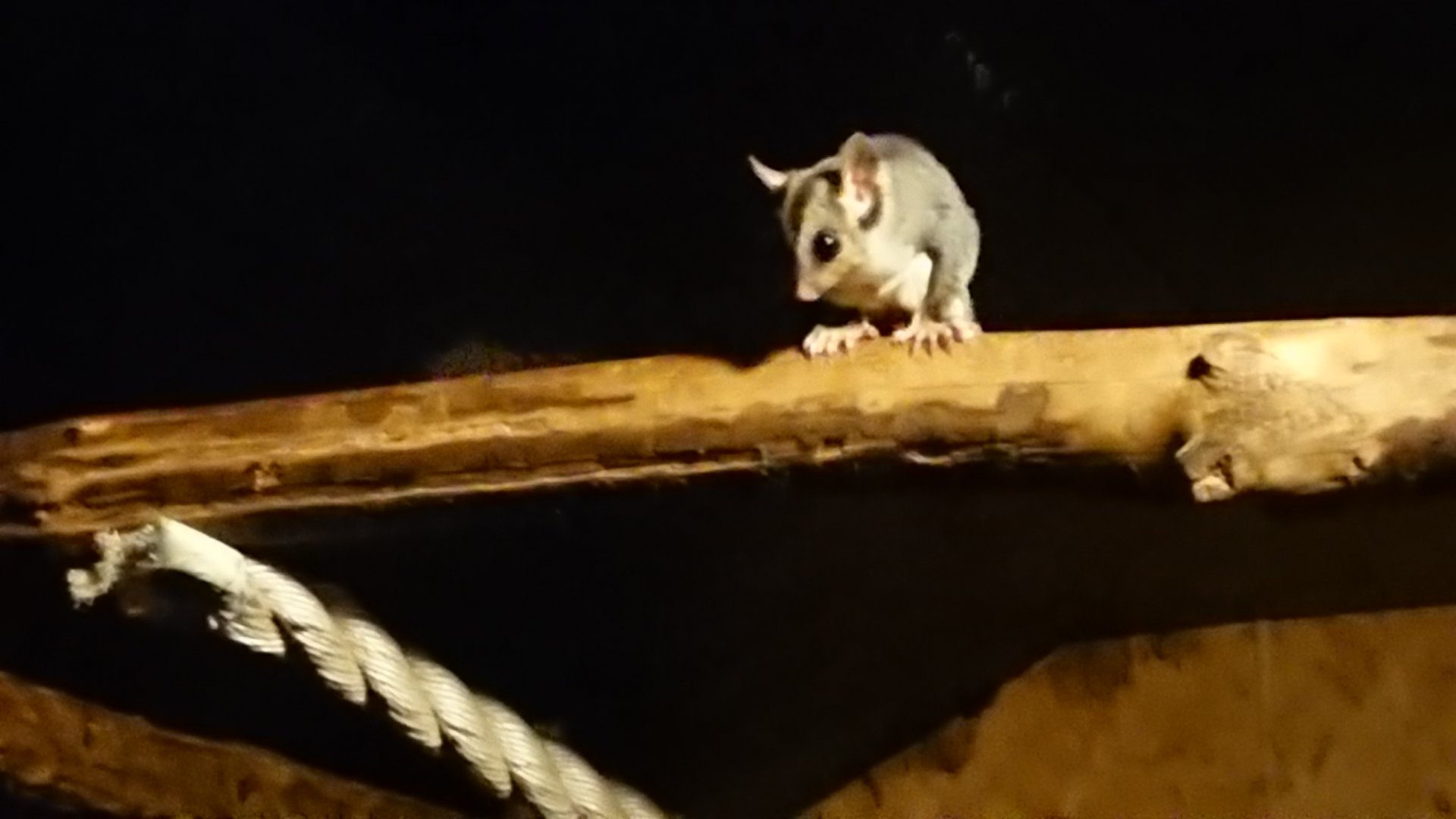 Squirrel Glider 14/9/19