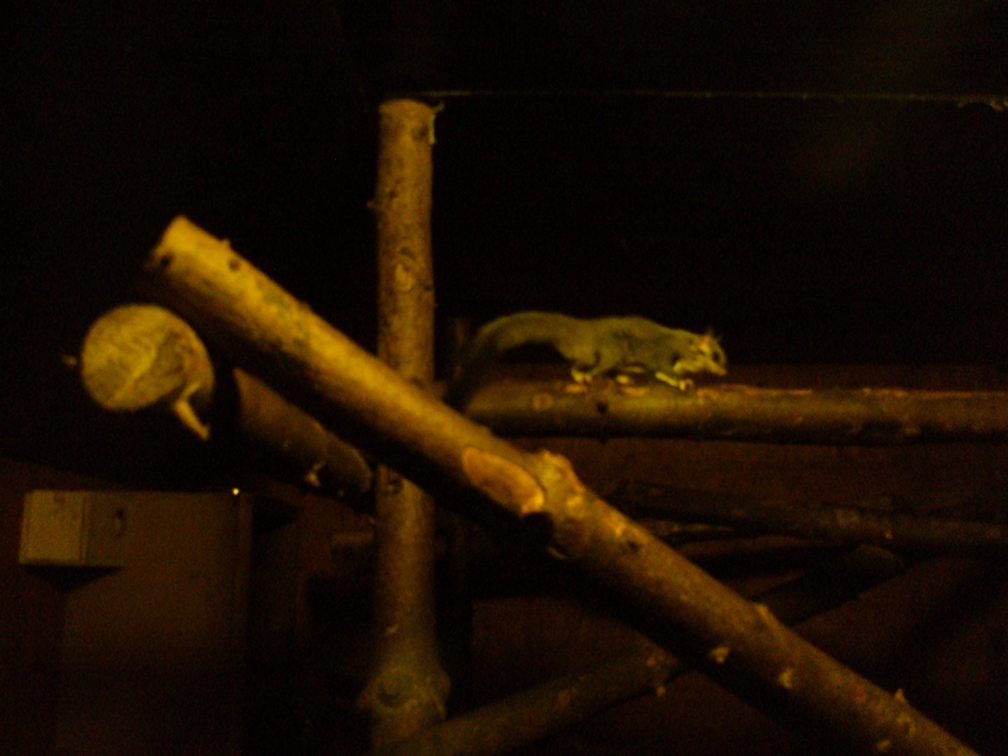 Squirrel Glider 22/12/2019