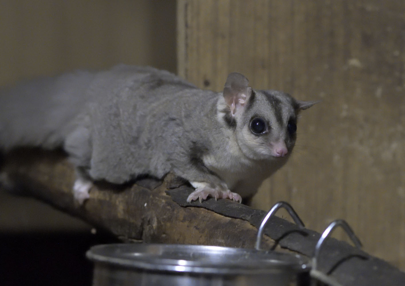 Squirrel glider cautious