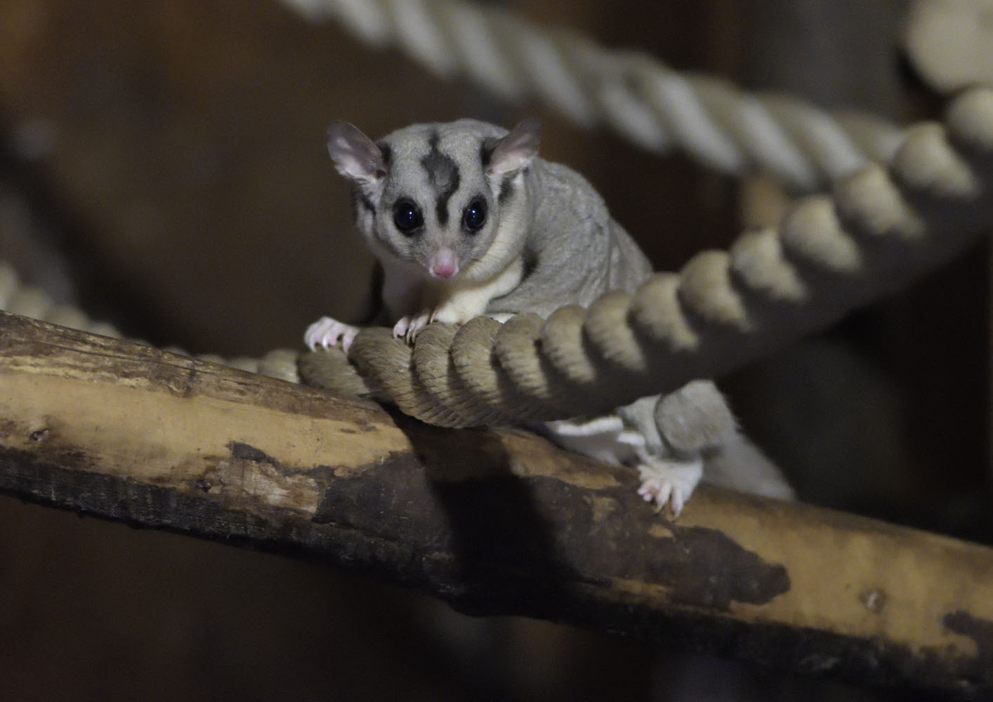 Squirrel glider curious