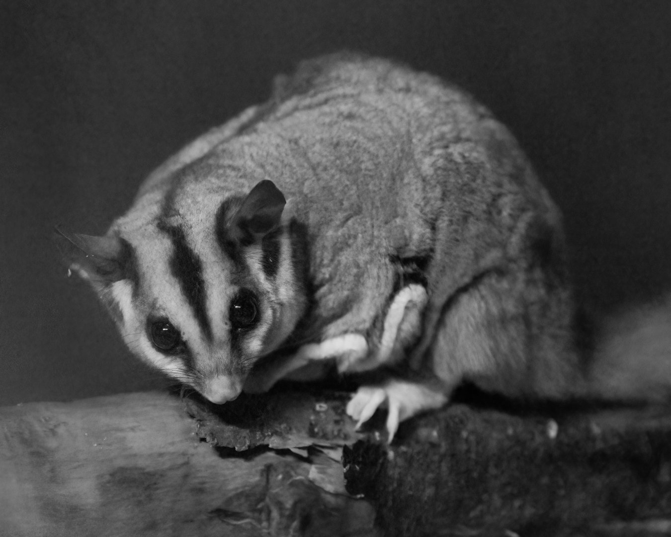 Squirrel Glider / Hamerton / 7-10-21