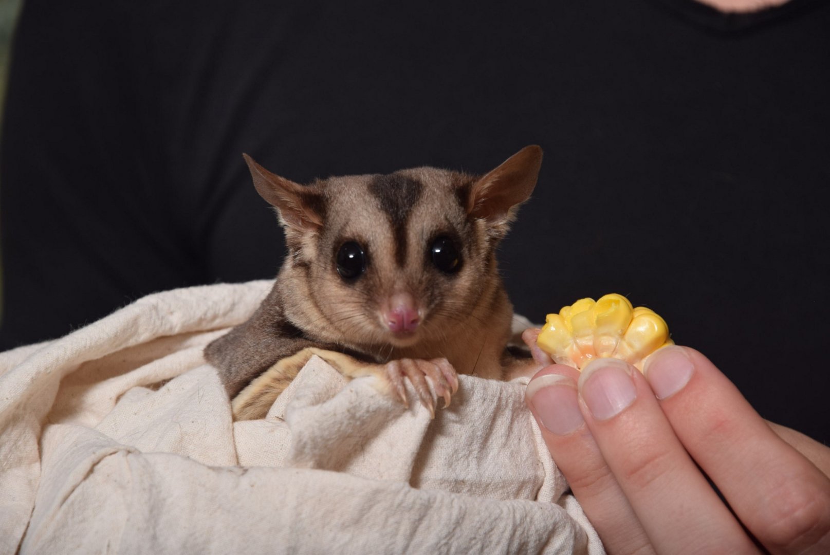 Squirrel Glider (Petaurus norfolcensis)