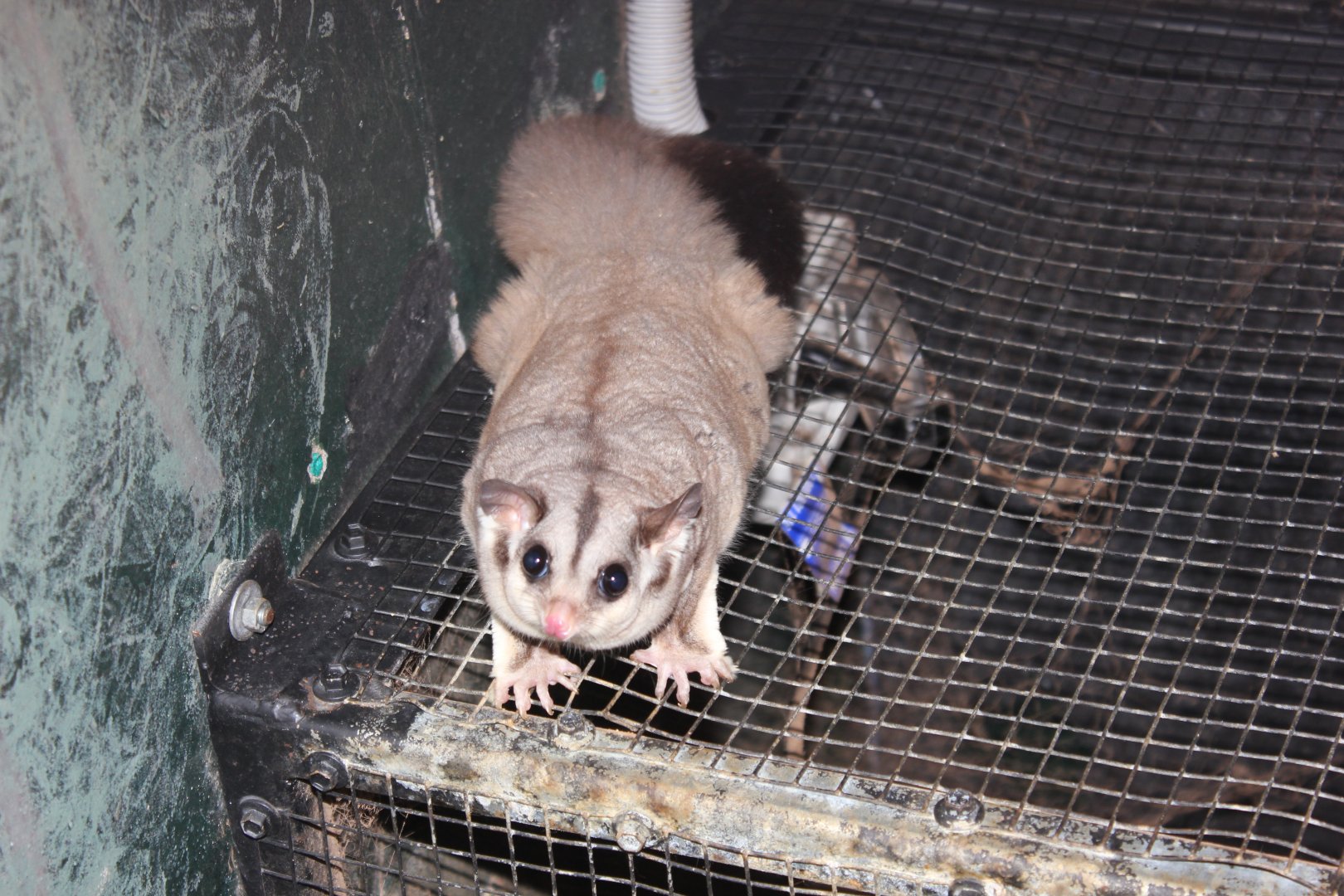 Squirrel Glider (Petaurus norfolcensis)