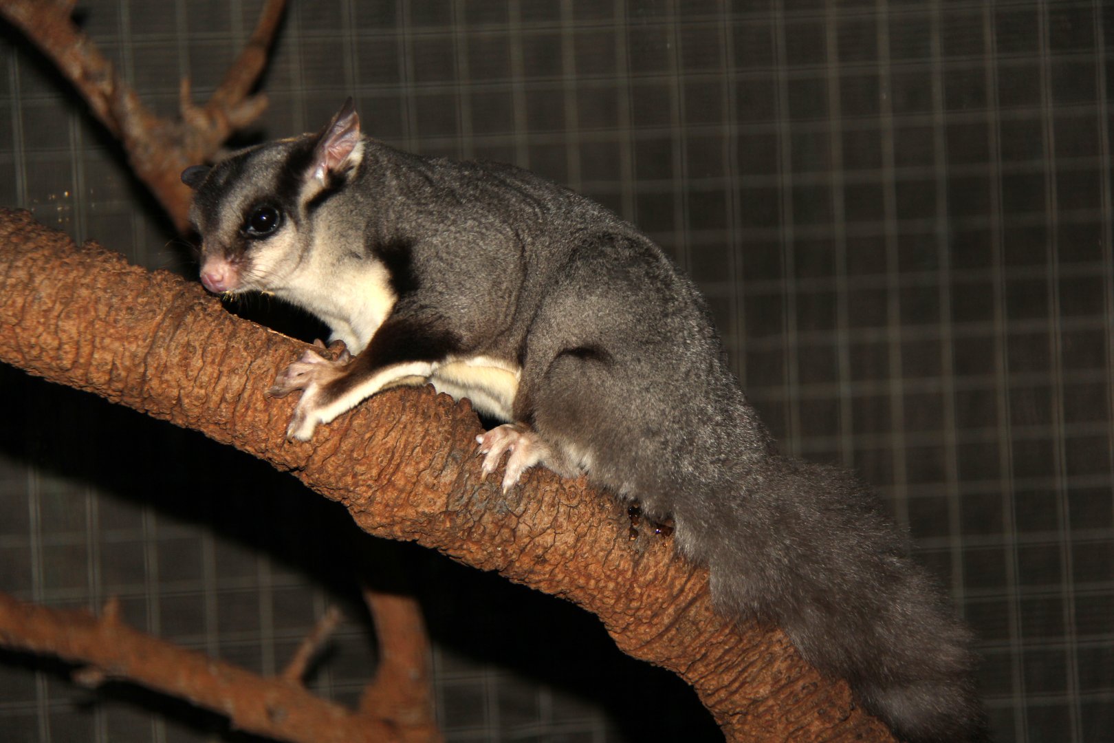 squirrel glider (Petaurus norfolcensis)