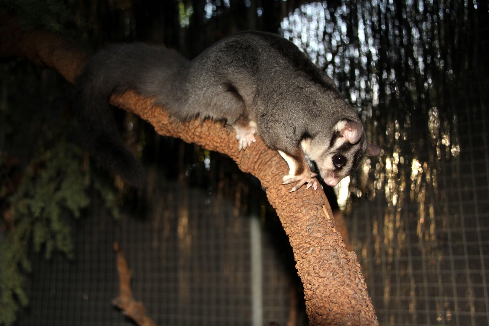 squirrel glider (Petaurus norfolcensis)