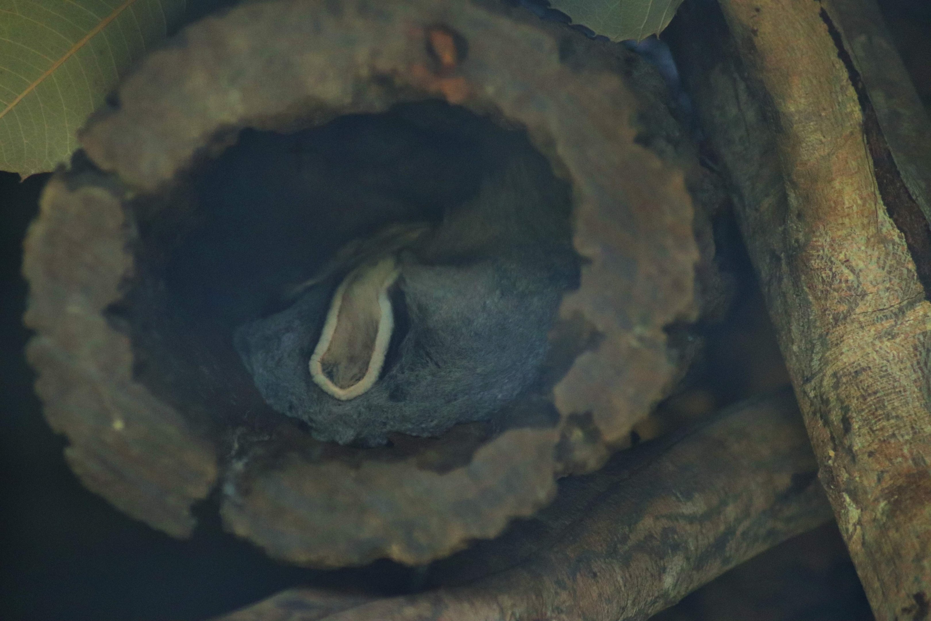 Squirrel Glider (Petaurus norfolcensis)