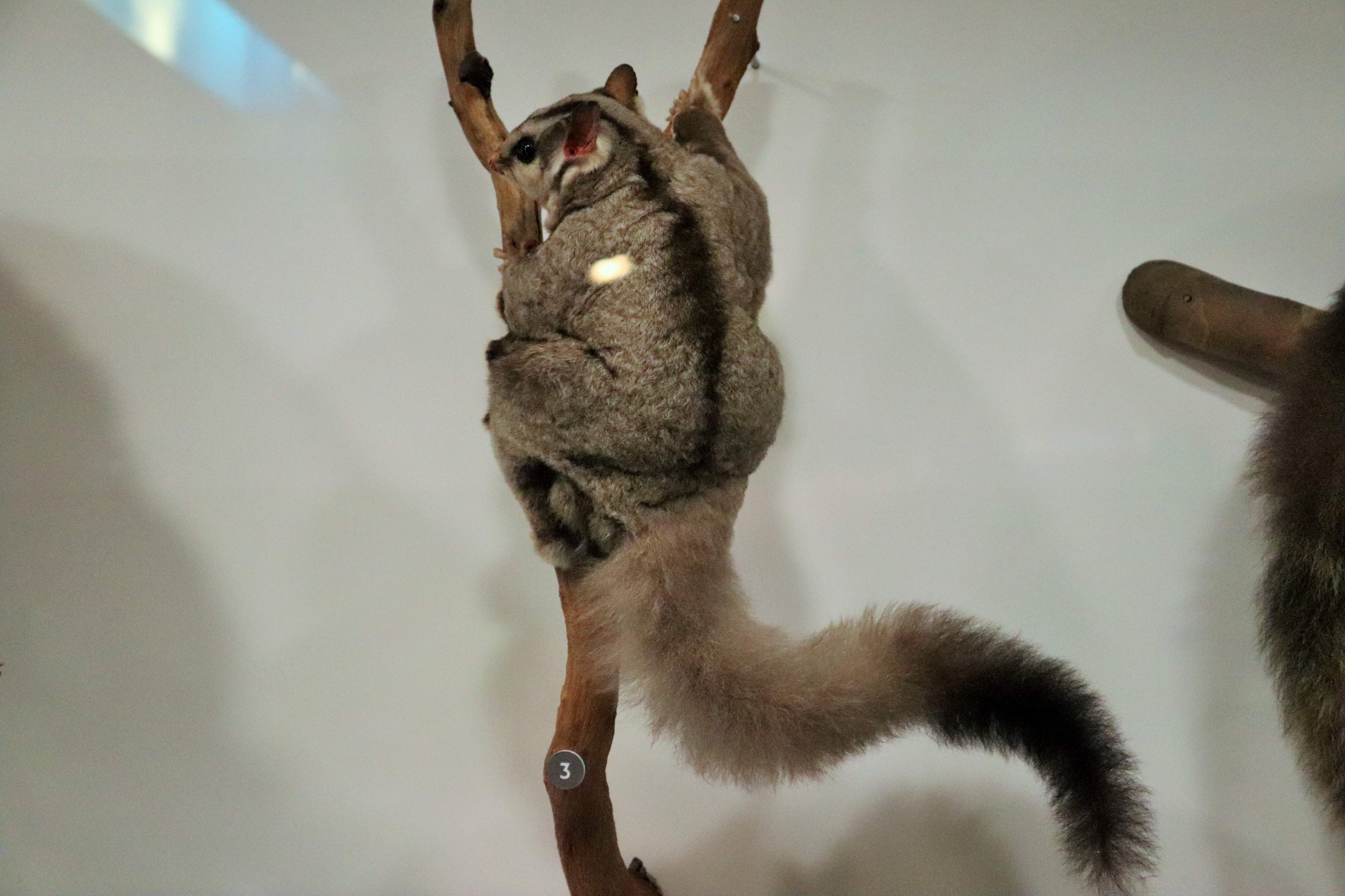 Squirrel Glider (Petaurus norfolcensis)