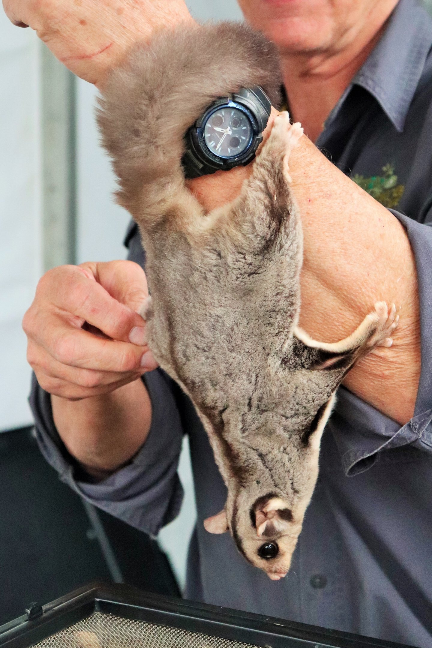 Squirrel Glider (Petaurus norfolcensis)