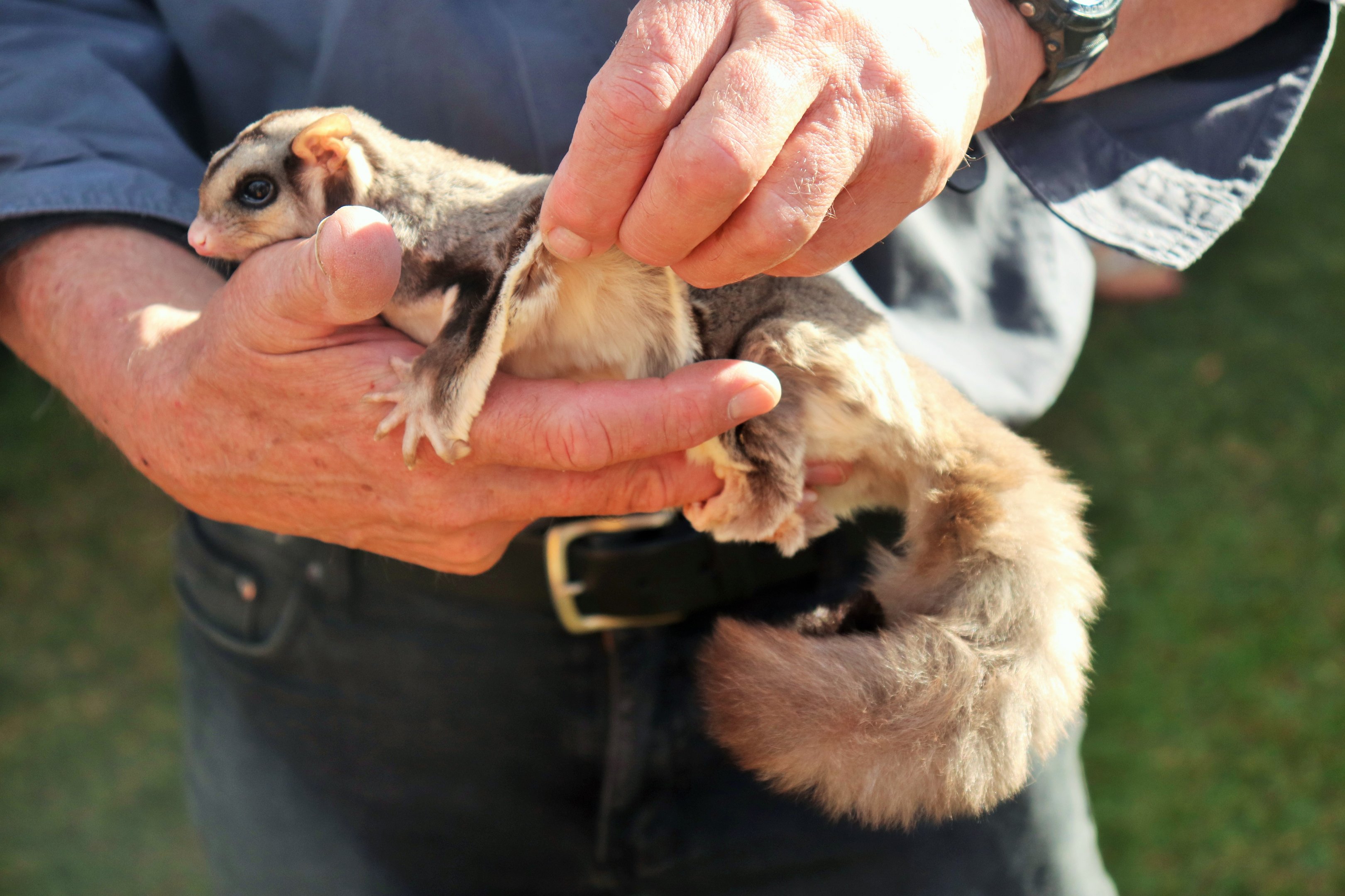 Squirrel Glider (Petaurus norfolcensis)