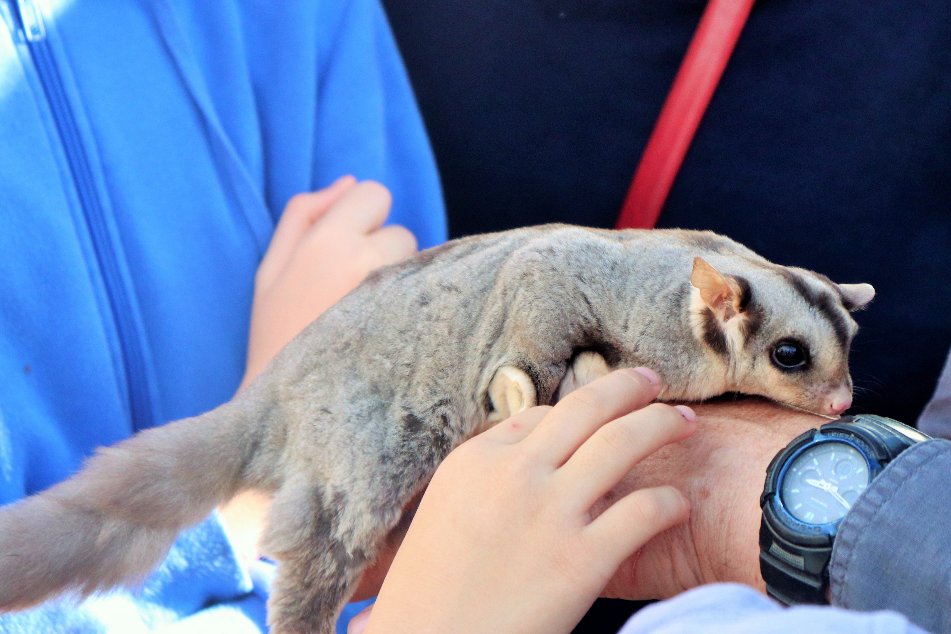 Squirrel Glider (Petaurus norfolcensis)