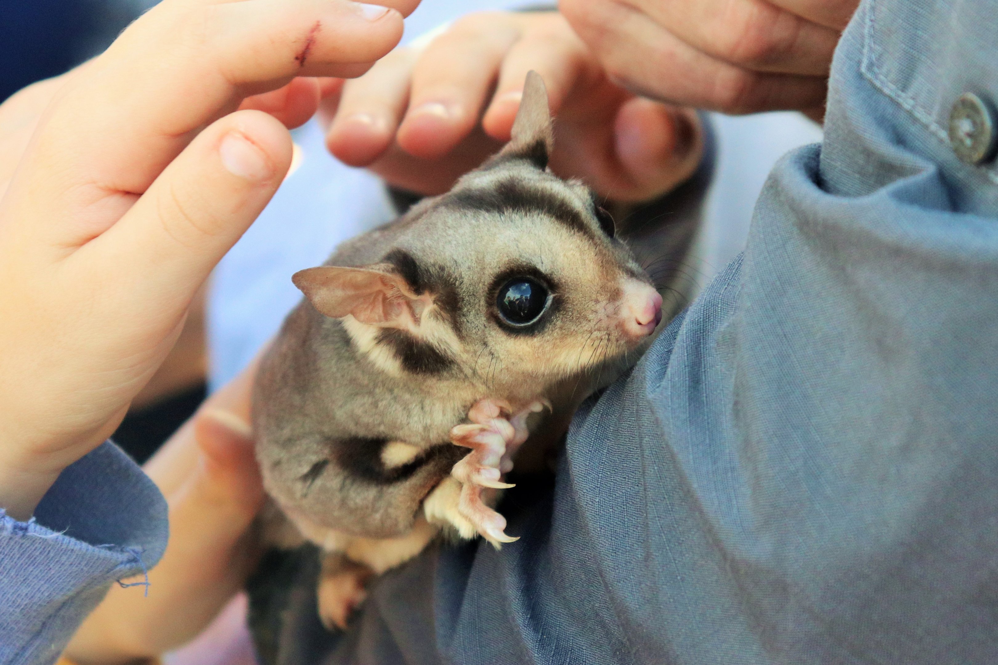 Squirrel Glider (Petaurus norfolcensis)