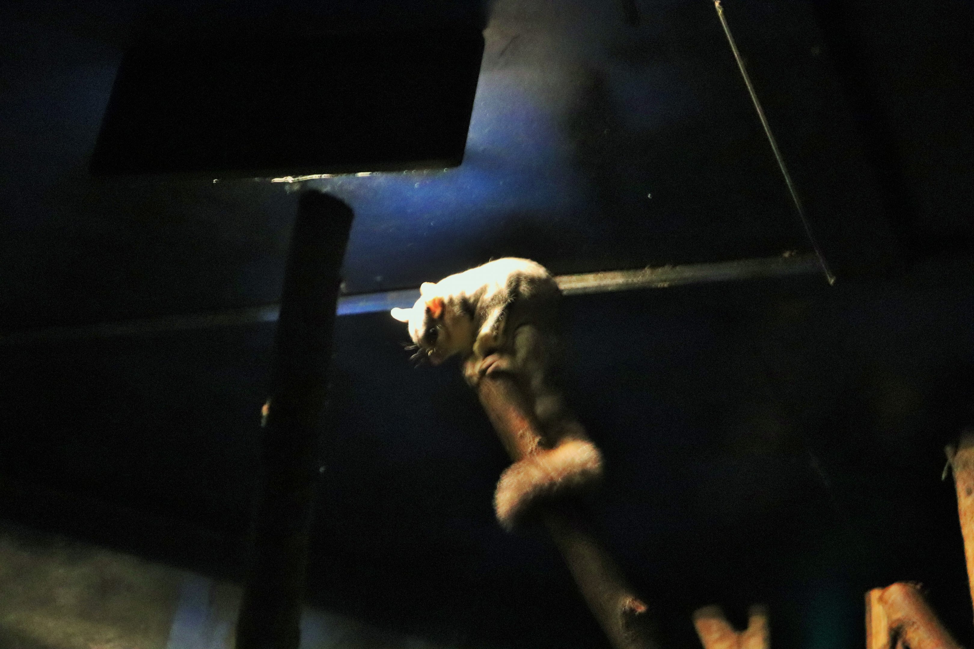 Squirrel Glider (Petaurus norfolcensis)