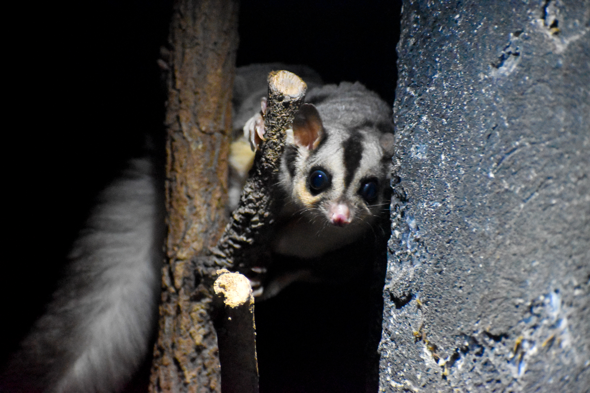 Squirrel Glider (Petaurus norfolcensis)