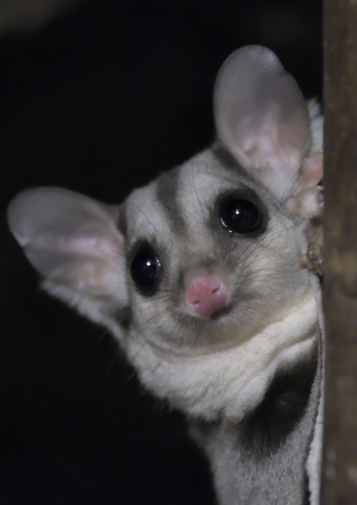 Squirrel glider posing