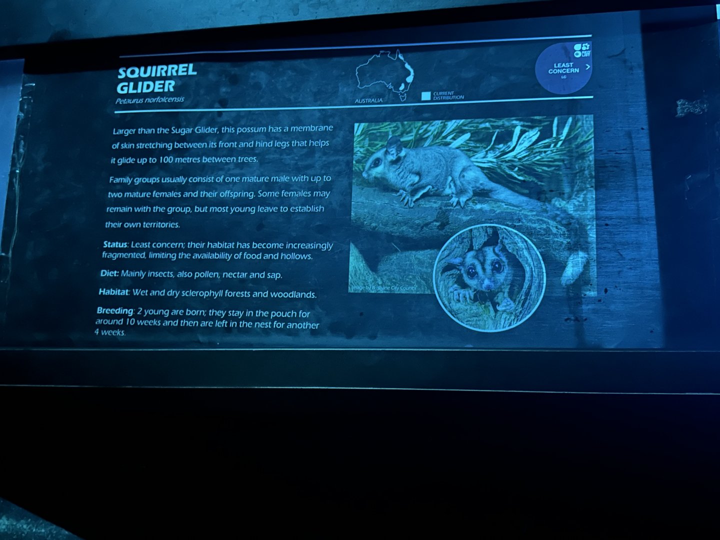 Squirrel glider signage