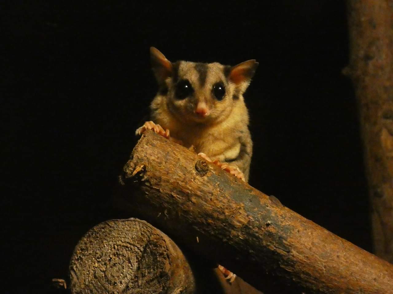 Squirrel Glider