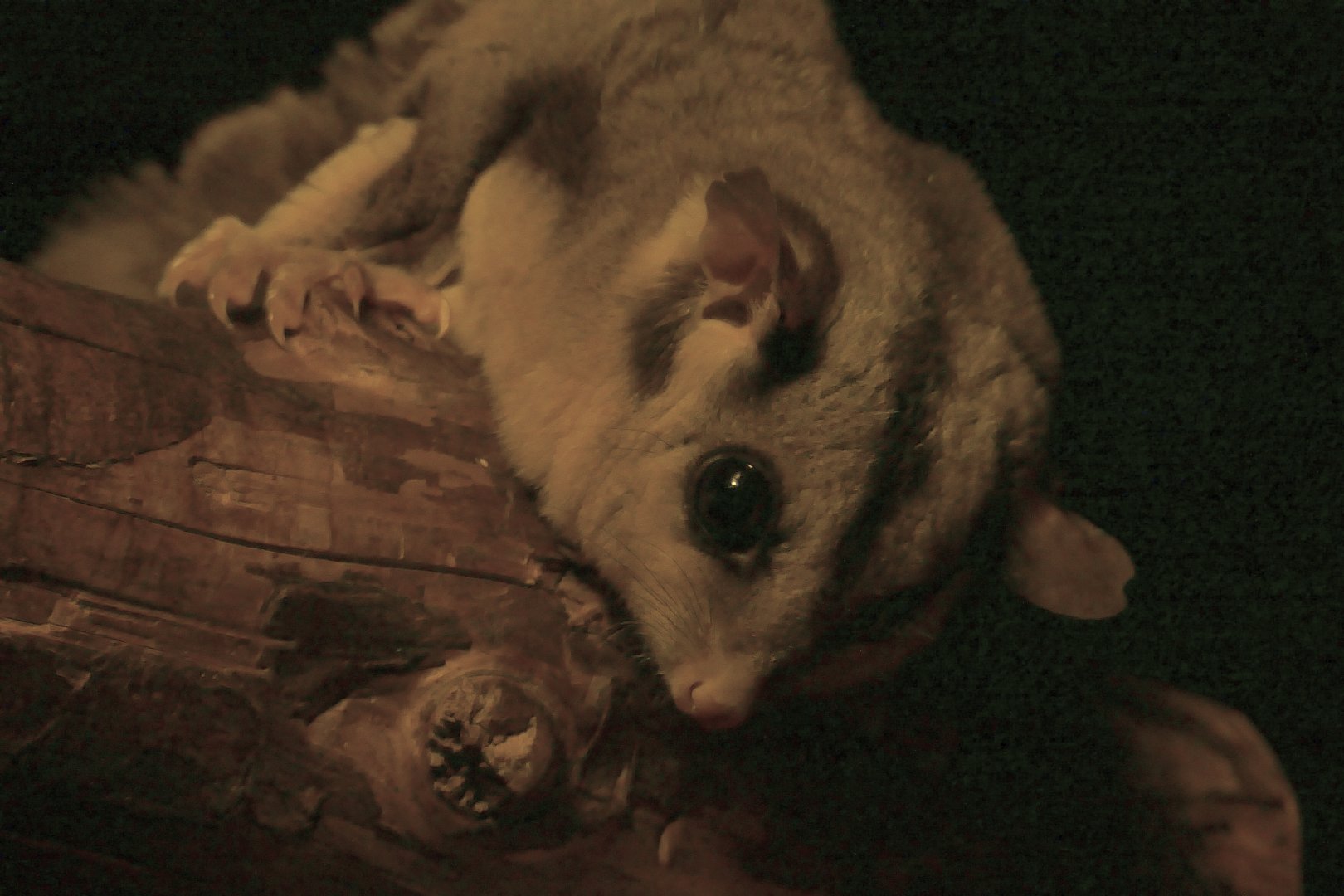 Squirrel Glider