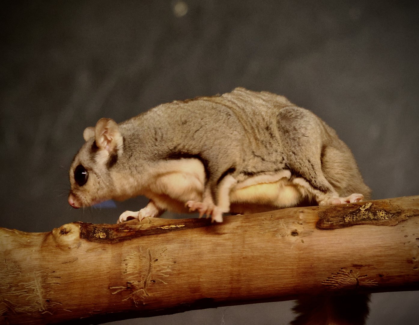 Squirrel Glider