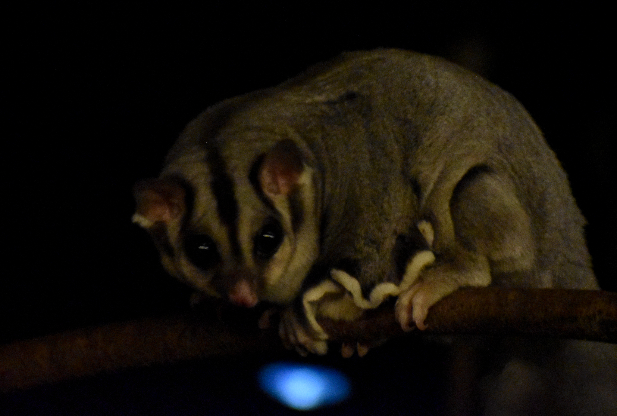 Squirrel Glider