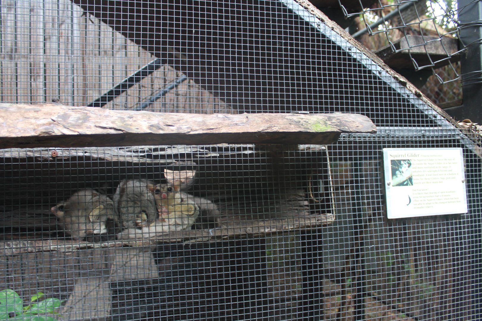 Squirrel Gliders (Petaurus norfolcensis)