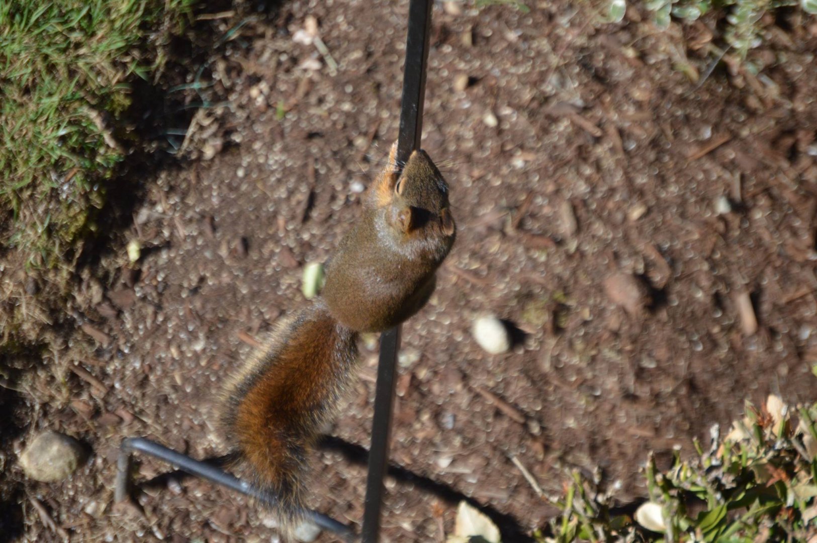 Squirrel ID (Douglas?)