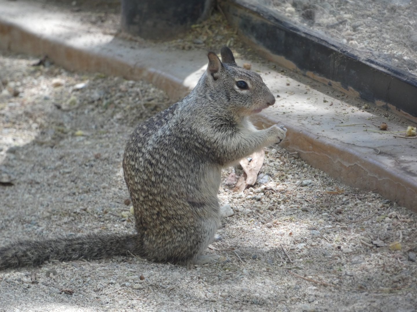 Squirrel ID? - Wild in The Living Desert