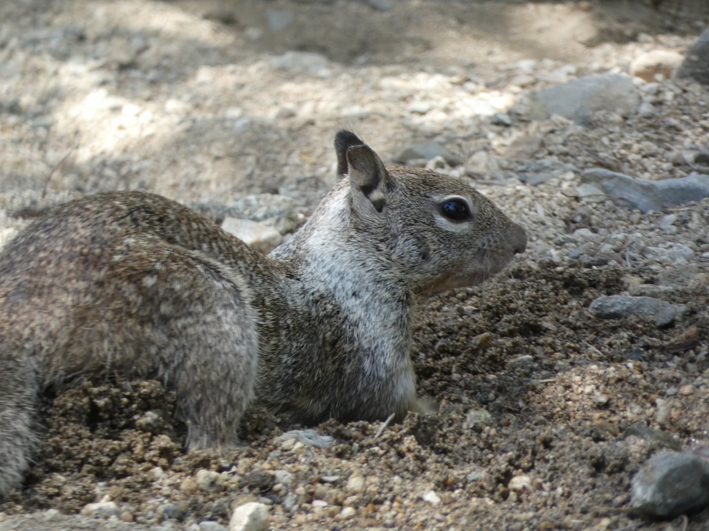 Squirrel ID? - Wild in The Living Desert