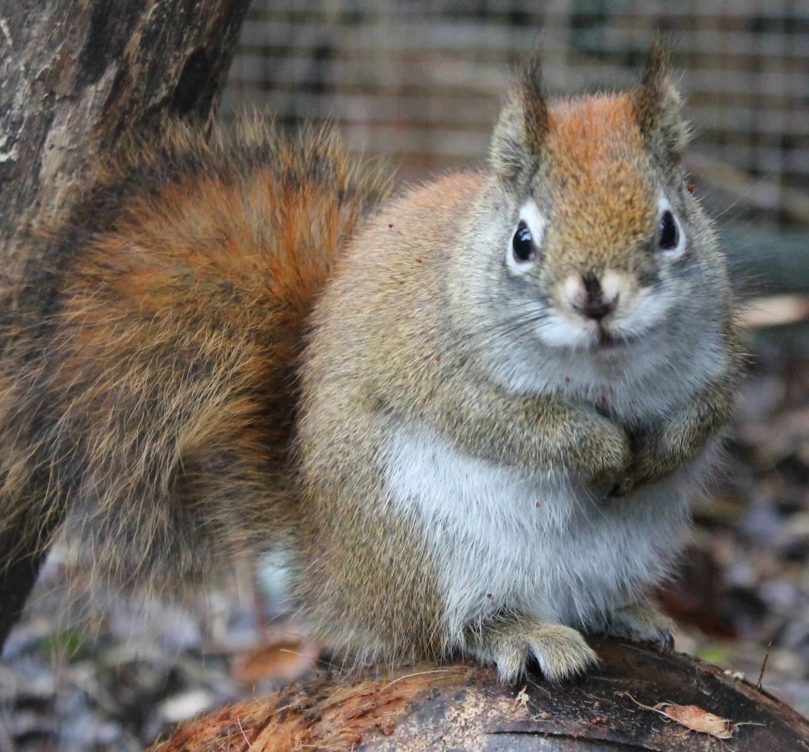 Squirrel ID