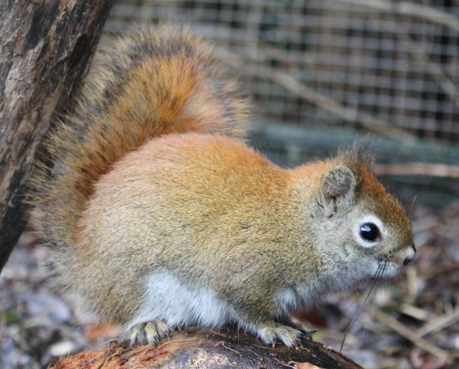Squirrel ID