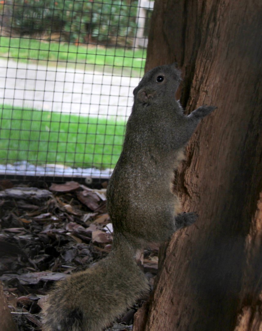 Squirrel ID?
