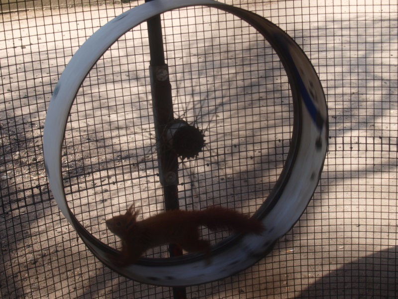 Squirrel in running wheel (April 19th, 2015)
